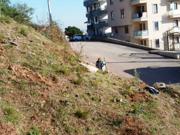 İzmit Belediyesi Mahalleleri Ağaçlandırıyor