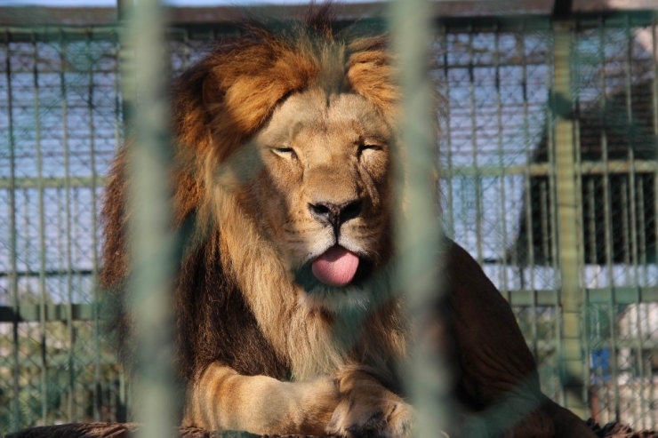 Hayvanat Bahçesine 50 Kuruş Zam Yapılınca Ziyaretçi Azaldı