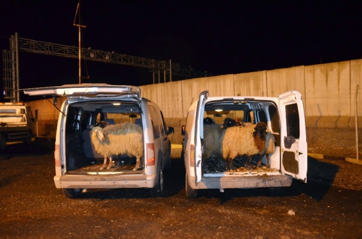 Diyarbakır’da Hayvan Hırsızları Yakalandı