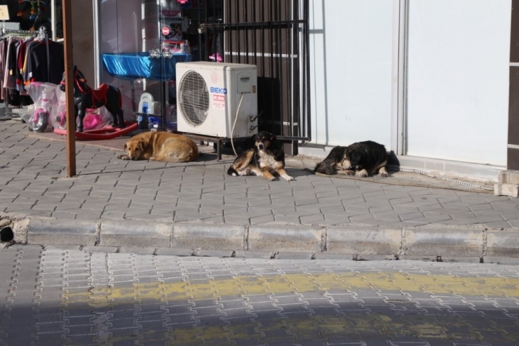 Burhaniye’de Sokak Hayvanlarına Mama Yardımı