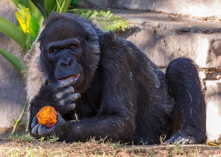 Dünya’nın En Yaşlı Gorili Öldü