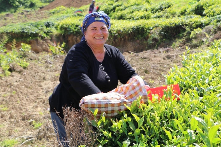Çay Alım Sezonu Açıldı, Üreticiler Çaylığa Girmeye Başladı