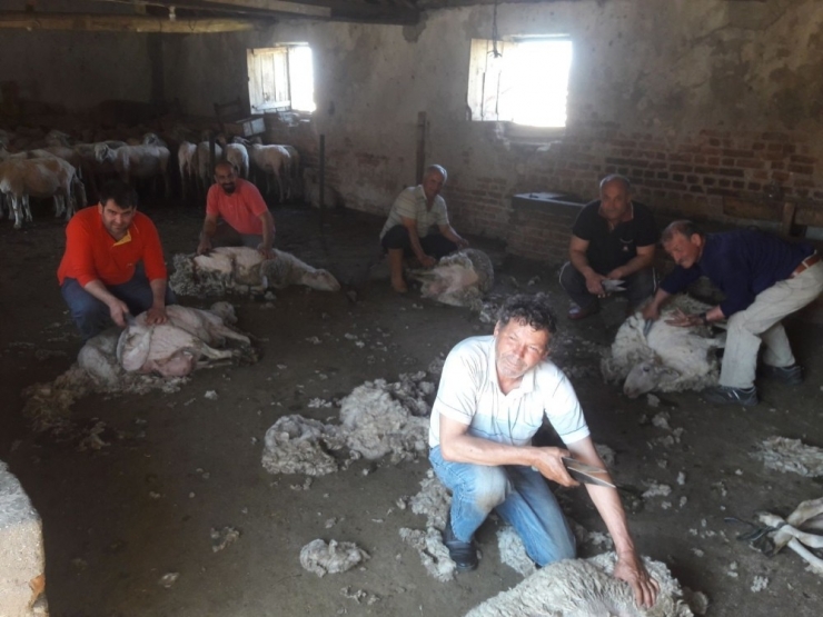 Aydın’da Sıcaklar Erken Bastırınca Koyun Kırkım Sezonu Da Erken Başladı