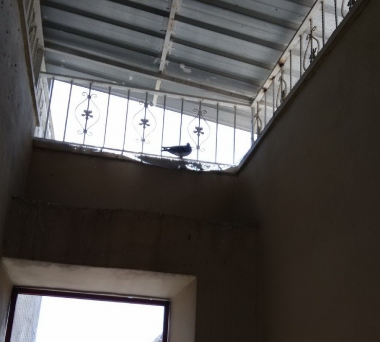 Merdiven Boşluğunda Mahsur Kalan Güvercinler Kurtarıldı