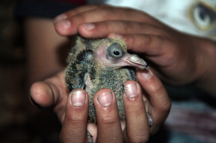 Annesinin Terk Ettiği Yavru Güvercini 14 Yaşındaki Çocuk Sahiplendi