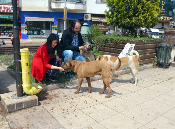 Fatsa Sokak Hayvanlarına Sahip Çıkıyor