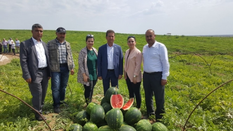 Yzo Başkanı Mehmet Akın Doğan: “Karpuz İhracatı Çiftçinin Yüzünü Güldürdü”
