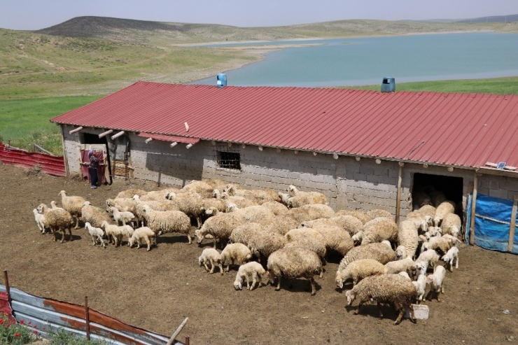 Üniversite Mezunu Kadın Koyun Çiftliği Kurdu