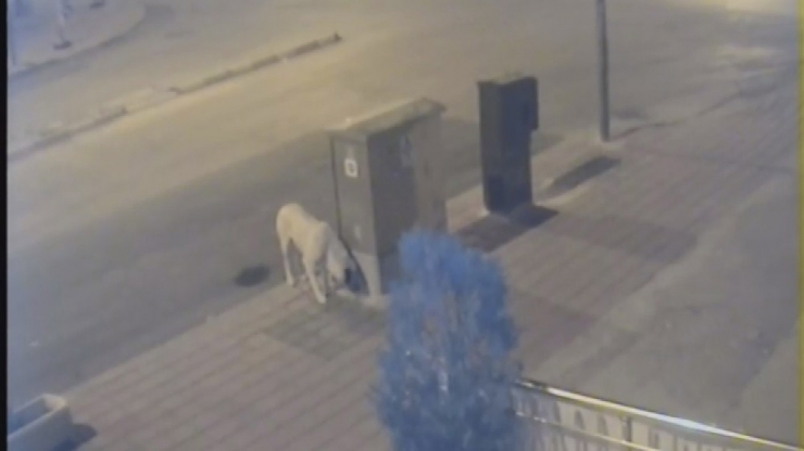 Karaman’da Esnafı Önce Kızdıran Sonrasında İse Güldüren Köpek