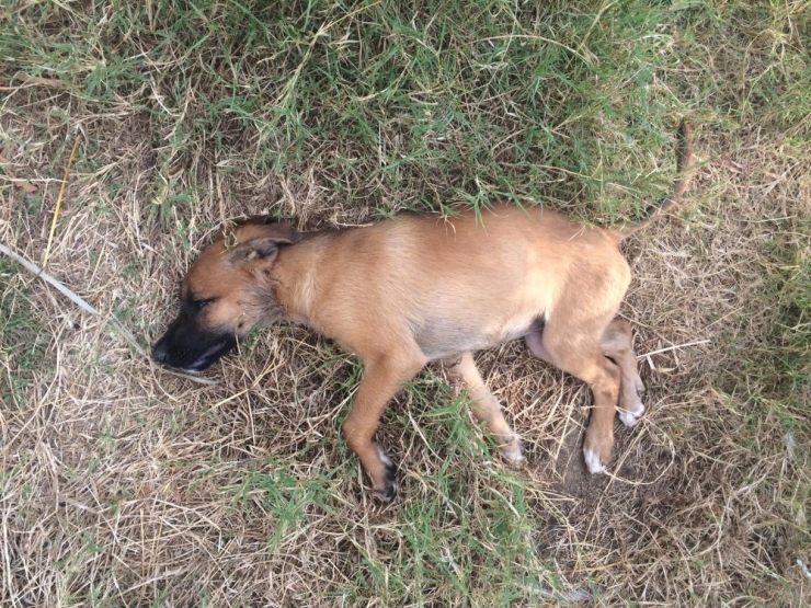 Alanya’da 7 Sokak Köpeğinin Zehirlendiği İddiası