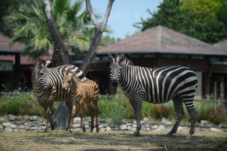 - Bursa’da Bir Haftalık Zebra Yavrusu İlgi Çekiyor