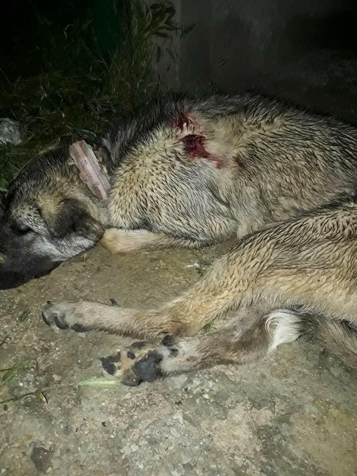 Kulübesinde Bağlı Hamile Çoban Köpeği Vurularak Öldürüldü