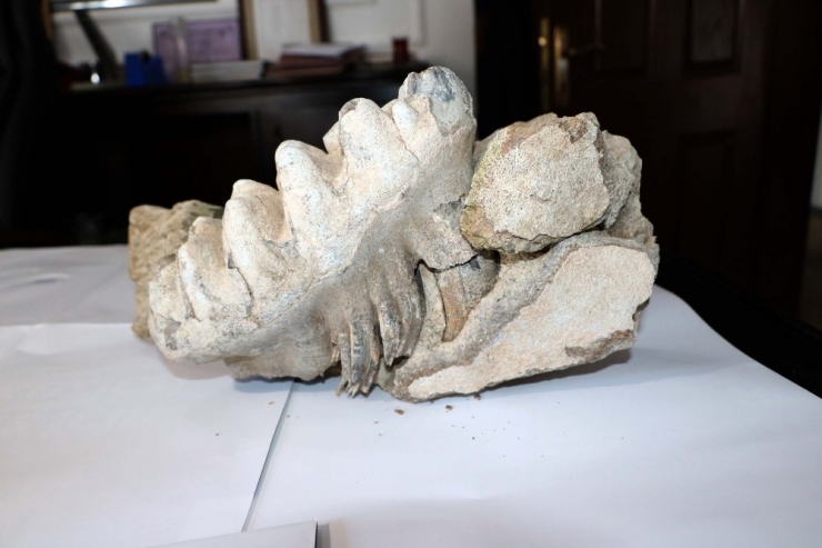 Yozgat’ta 9 Milyon Yıllık ’Mamut’ Fosili Bulundu