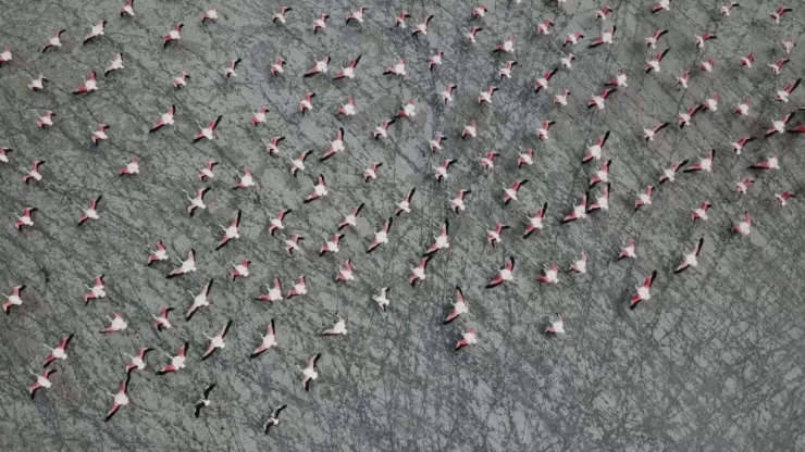 Burdur’un Yarışlı Gölü, 141 Tür Kuş Türüne Ev Sahipli Yapıyor