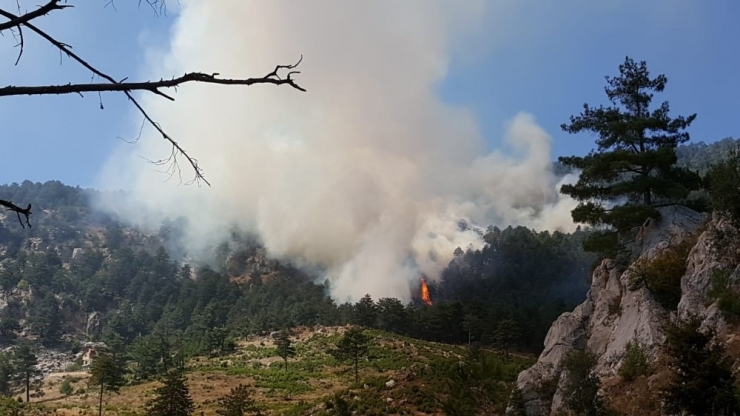 Adana’daki Orman Yangınında 3 Hektar Ormanlık Alan Kül Oldu