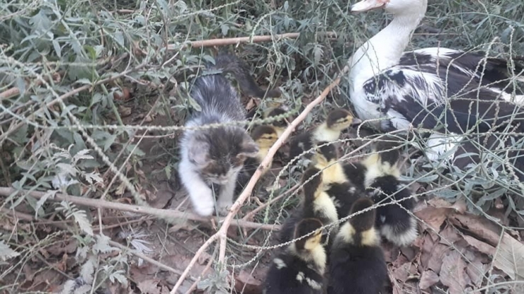 Gaziantep’te Yavru Kedi Ve Ördeklerin Kıskandıran Dostluğu
