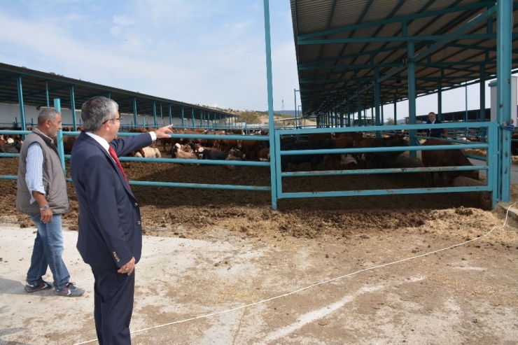 Başkan Vidinel’den Besi Çiftliğine Ziyaret