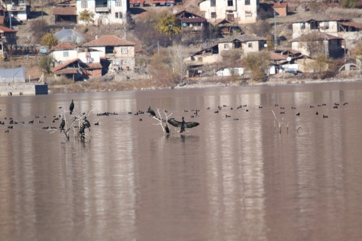 Enerji Üretimi İçin Kurulan Baraj Türkiye’nin Yeni Kuş Cenneti Oldu