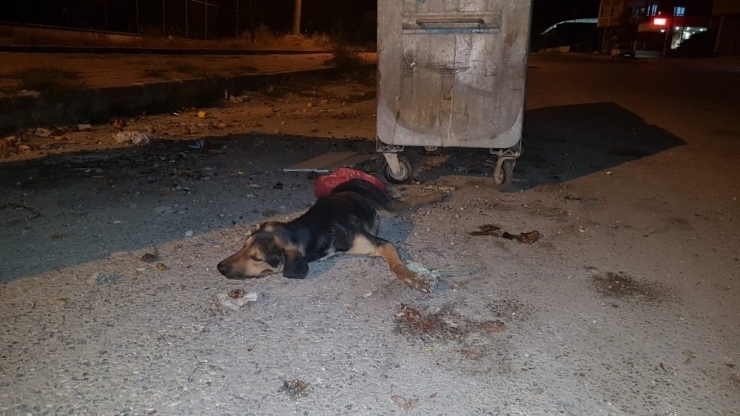 Osmaniye’de Köpek Katliamı