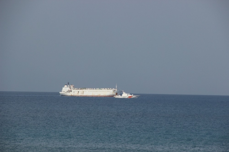 İzmir’den Gelen Angus Yüklü Gemi Körfez Açıklarında Bekletiliyor