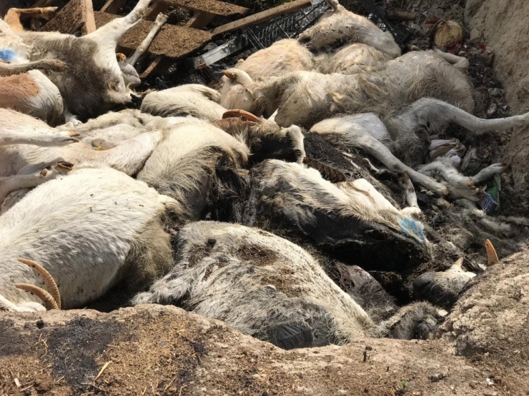 150 Keçinin Telef Olduğu Çiftliğin Sahibi Fetö Firarisi İş Adamı Çıktı
