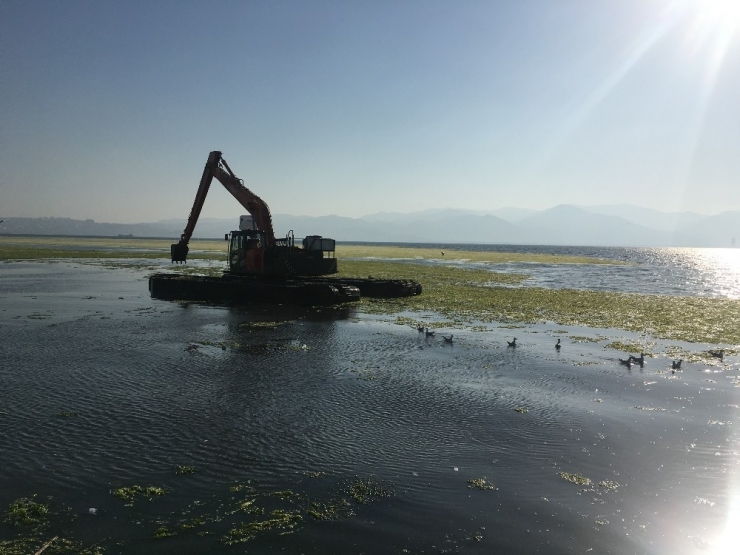 İzmir Körfezi’ndeki Yeşil Yosunları Temizleme Çalışmaları Sürüyor