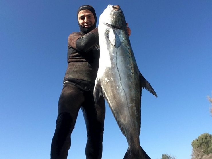 Zıpkınla 1,5 Metre Boyunda 40 Kiloluk Liça Balığını Avladı