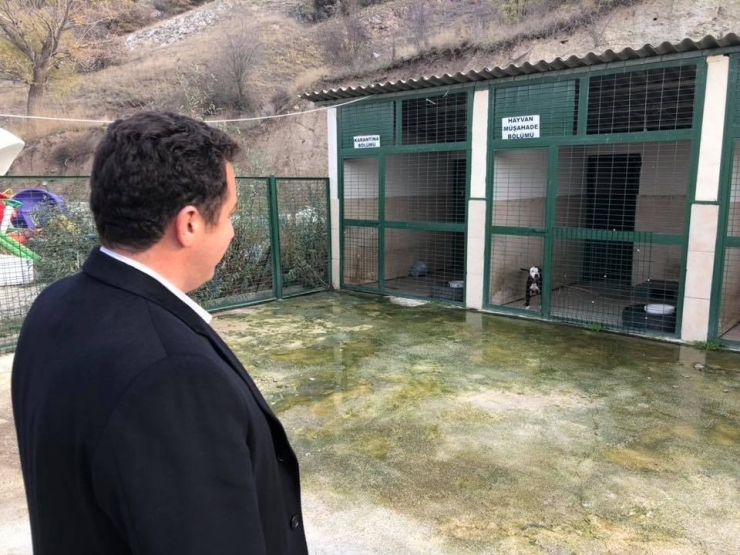 Başkan Bakıcı Hayvan Barınağını Ziyaret Etti