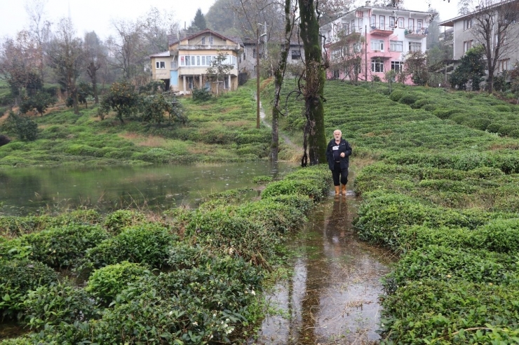 Rize’de Şiddetli Yağmur Nedeniyle Tarım Arazilerini Ve Bir Evi Su Bastı