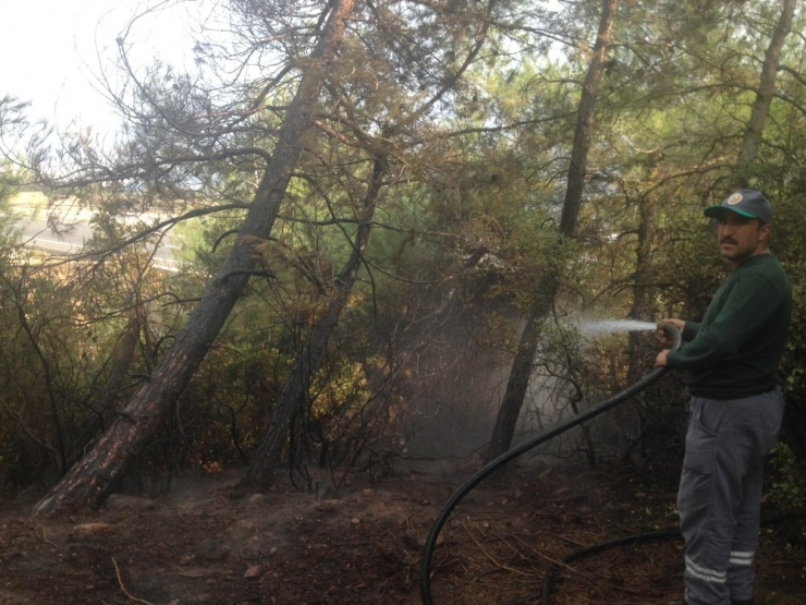Nurdağı’nda Orman Yangını