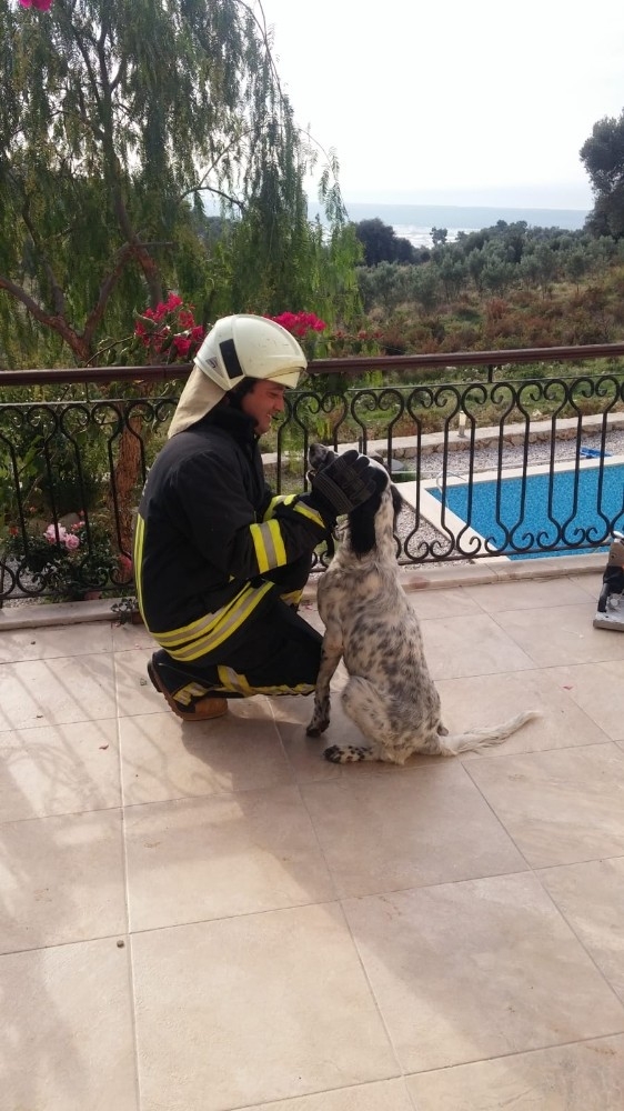 Balkon Korkuluğa Sıkışan Köpeği İtfaiye Kurtardı