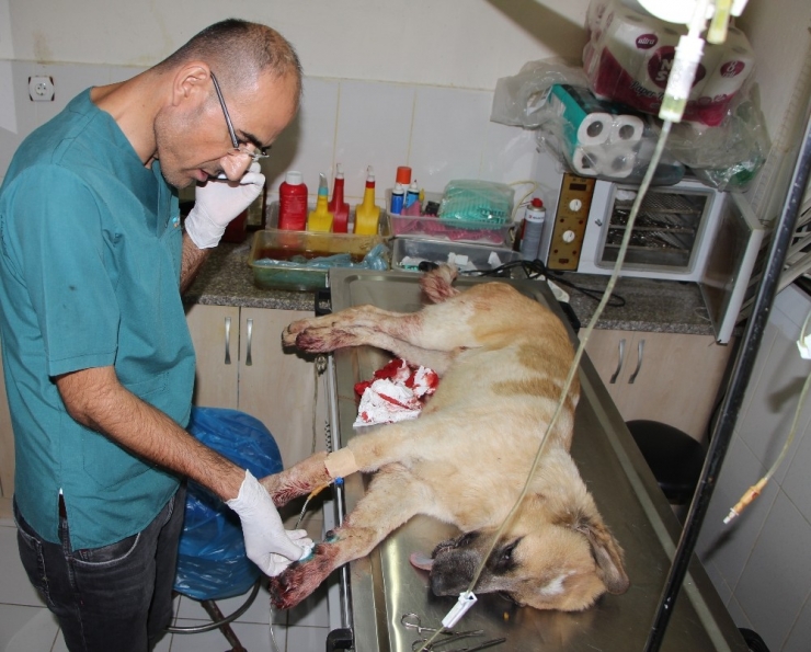 Antalya’da Sokak Köpeğini Tüfekle Vurdular