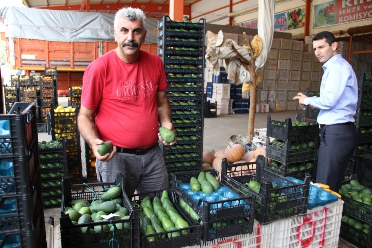 Antalya, Rusya Ve Ukrayna’ya Avokado Yetiştiremiyor