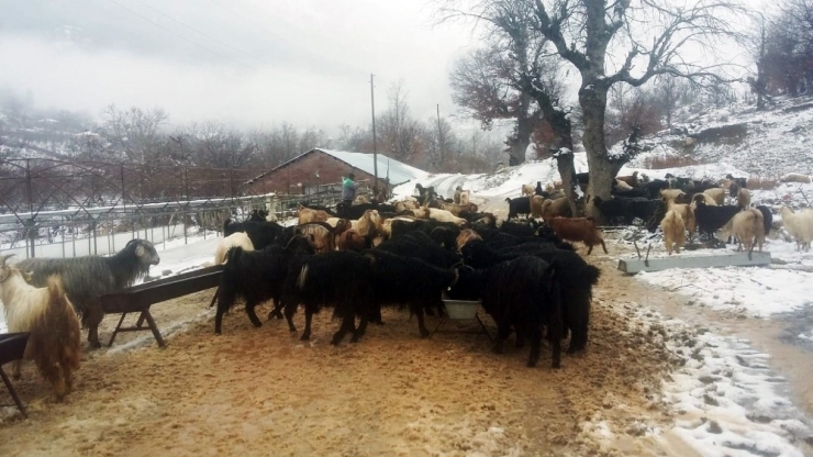 Antalya’da Karda Mahsur Kalan 2 Çoban Ve Sürüsü Kurtarıldı