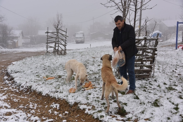 Bozüyük Belediyesi Kırsaldaki Sahipsiz Sokak Hayvanlarını Unutmadı