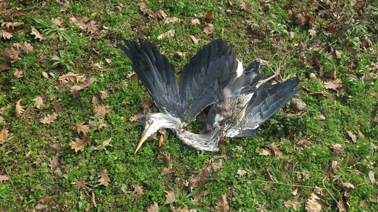 Beykoz’da Karabatak Ve Avlanması Yasak Olan Gri Balıkçıl Kuşu Zevk İçin Vuruldu