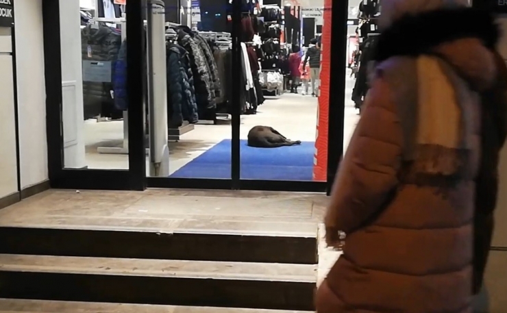 Soğuktan Giyim Mağazasına Sığınan Köpek Uyuyakaldı