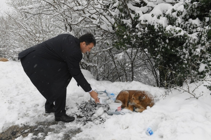 Başkan Dündar Karda Aç Kalan Köpekleri Elleriyle Besledi