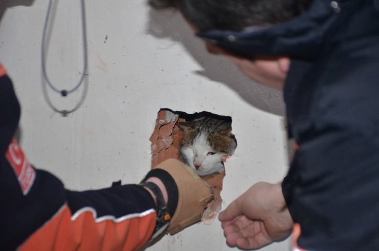 4 Gündür Asansör Boşluğunda Mahsur Kalan Kediyi Afad Kurtardı
