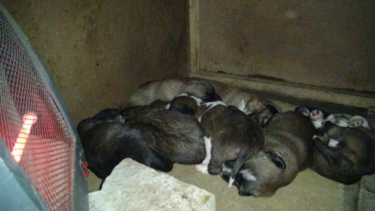 Donmak Üzere Olan Yavru Köpekleri Isıtıcı İle Kurtardı