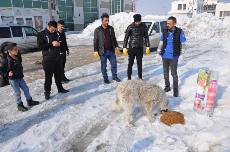Yüksekova’da Sokak Hayvanları İçin Yemleme Çalışması