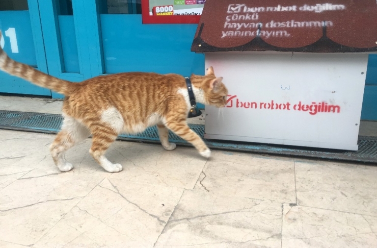 Fenomen Kedi Market Çalışanları Tarafından Sahiplenildi