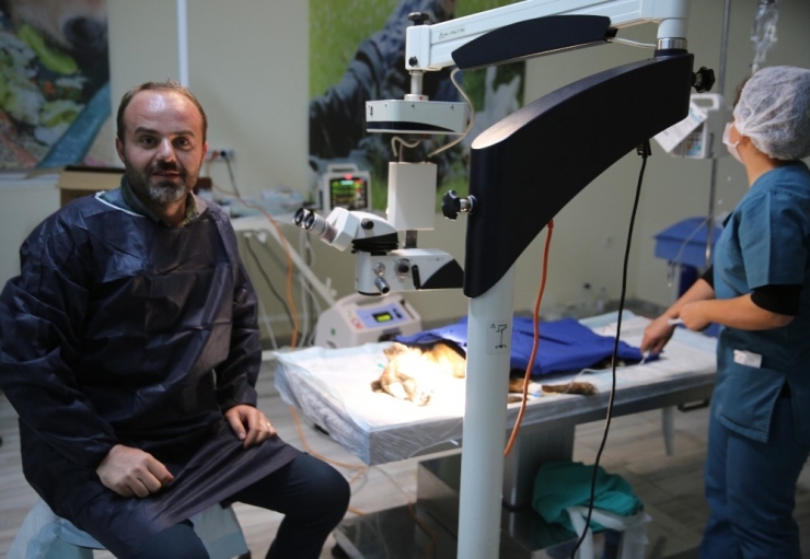 Mardin’de Köpeğe Katarakt Ameliyatı Yapıldı