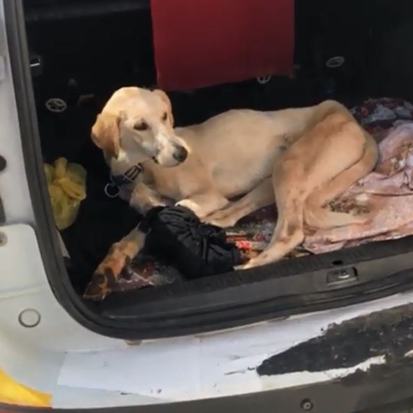 Siverek’te Yaralanan Köpek Ticari Taksi İle İstanbul’a Gönderildi