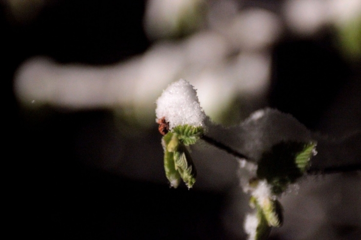 Yeşillenen Fındık Dallarının Üzerine Yağan Kar Ve Soğuk Hava Üreticiyi Tedirgin Ediyor