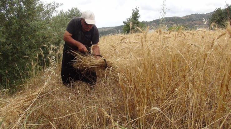 Türkiye’nin İlk Buğday Hasadı Antalya’dan