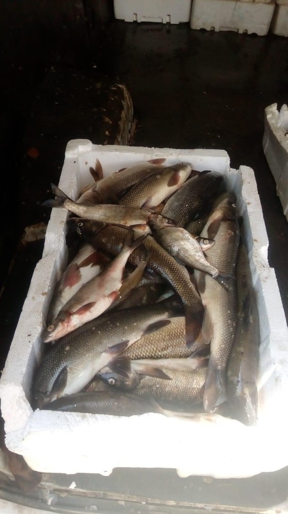 Kahramanmaraş’ta Bin 800 Kilo Kaçak Balık Ele Geçirildi
