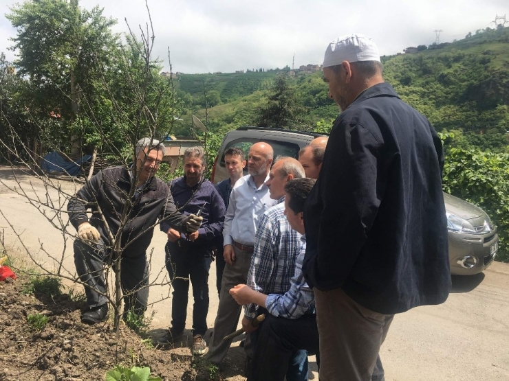 Trabzon’da Çiftçilere Yönelik İlk Kez Meyve Ağaçlarını Budama Ve Aşılama Kursu Düzenleniyor