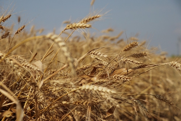 Adana’da Buğday Hasadı Başladı