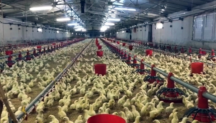 Ramazan Ayı Nedeniyle Düşen Tavuk Satışlarının Piknik Sezonuyla Artması Bekleniyor